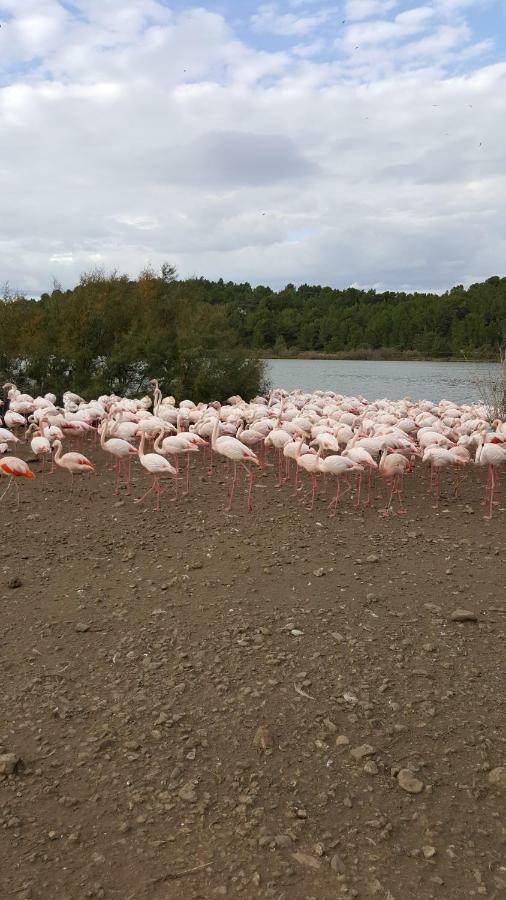 Appartement Le Flamant Rose Port-la-Nouvelle Extérieur photo